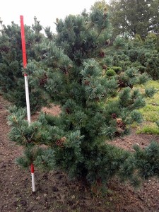 Pinus parviflora Glauca