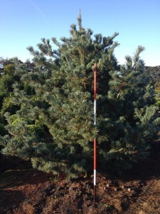 Pinus parviflora Glauca