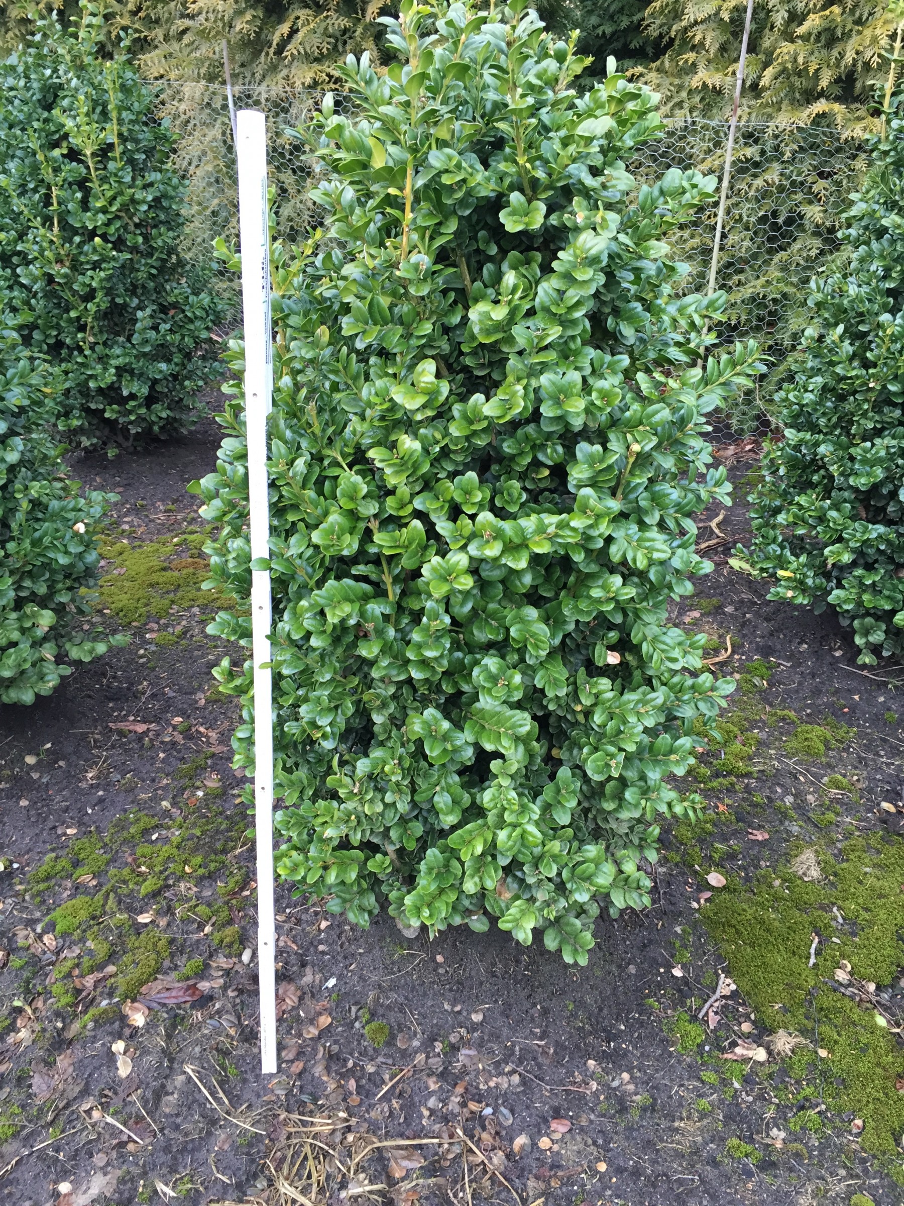 Buxus sempervirens ‚Rotundifolia‘ von Hammel Baumschulen