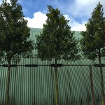 Ilex aquifolium Nellie Stevens