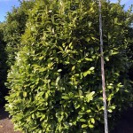 Prunus lauroc Rotundifolia