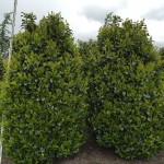 Prunus lauroc Etna
