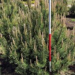 Pinus mugo