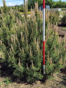 Pinus mugo