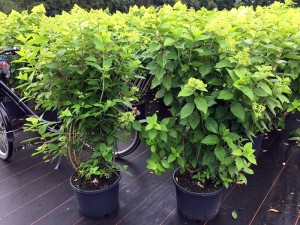 Hydrangea paniculata Limelight
