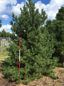 Pinus mugo