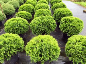 Thuja occ. Danica