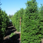 Ilex aquifolium Alaska