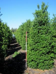 Ilex aquifolium Alaska
