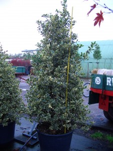 Ilex aquifolium Argentea Marginata
