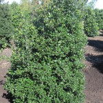 Ilex meserveae 'Blue Angel'