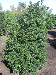 Ilex meserveae 'Blue Angel'