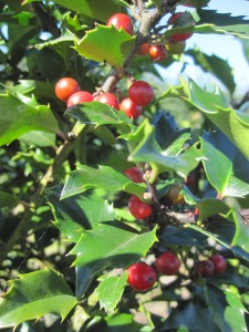 Ilex meserveae 'Blue Angel'