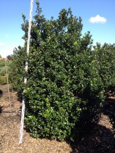 Ilex meserveae 'Blue Prince'
