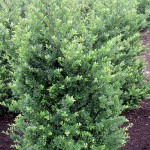 Ilex crenata Dark Green