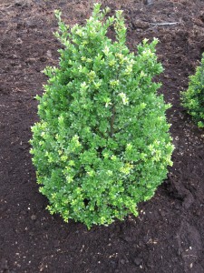 Ilex crenata 'Dark Green'