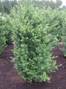 Ilex crenata 'Dark Green'