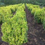 Ilex crenata Golden Rock Feld