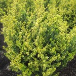 Ilex crenata Golden Rock