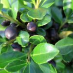 Ilex Green Lustre
