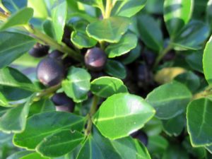 Ilex Green Lustre