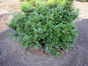 ilex-green-lustre2