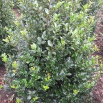 Ilex meserveae Heckenfee