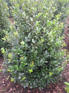 Ilex meserveae Heckenfee 