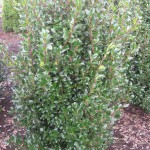 Ilex meserveae Heckenpracht