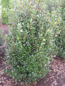 Ilex meserveae Heckenpracht