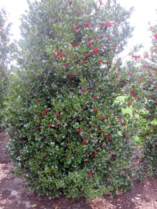 Ilex aquifolium Siberia