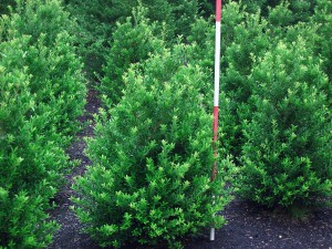 Ilex crenata Blondie