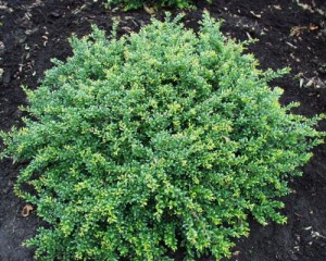 Ilex crenata 'Eurotal' 1