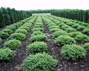 Ilex crenata 'Eurotal' 2