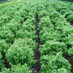 Ilex crenata 'Glorie Gem'