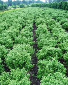 Ilex crenata 'Glorie Gem'