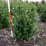 Ilex meserveae 'Blue Prince'