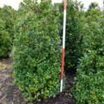 Ilex meserveae 'Blue Maid'