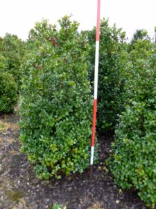 Ilex meserveae 'Blue Maid'