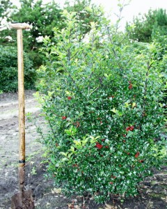 Ilex meserveae 'Blue Princess'