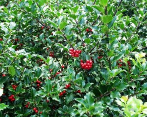 Ilex meserveae 'Blue Princess'