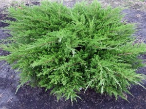 Juniperus media 'Mint Julep'