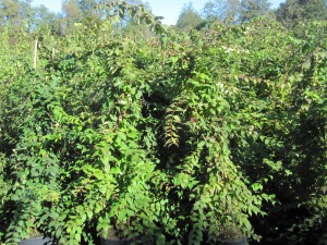 Kolkwitzia amabilis