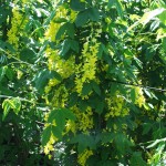 Laburnum wateri Vossii