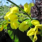 Laburnum wateri Vossii