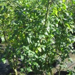 Laburnum wateri Vossii