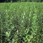 Ligustrum Atrovirens