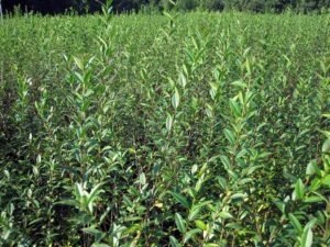 Ligustrum Atrovirens