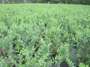 Ligustrum vulgare Atrovirens