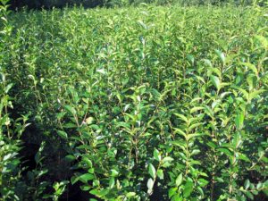 Ligustrum ovalifolium